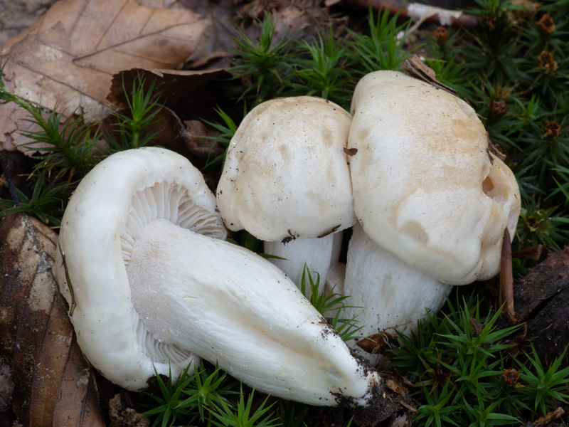 Hygrophorus penarius